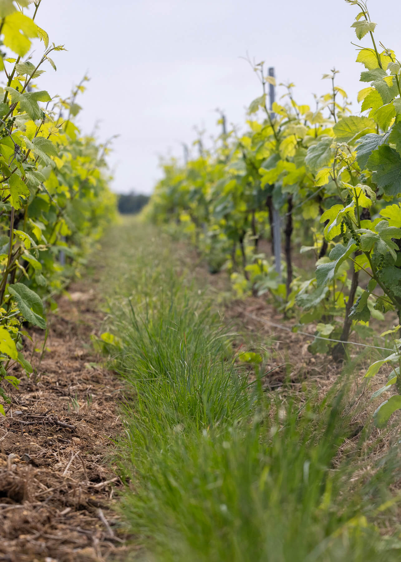 Row of vines partially grassed to preserve biodiversity