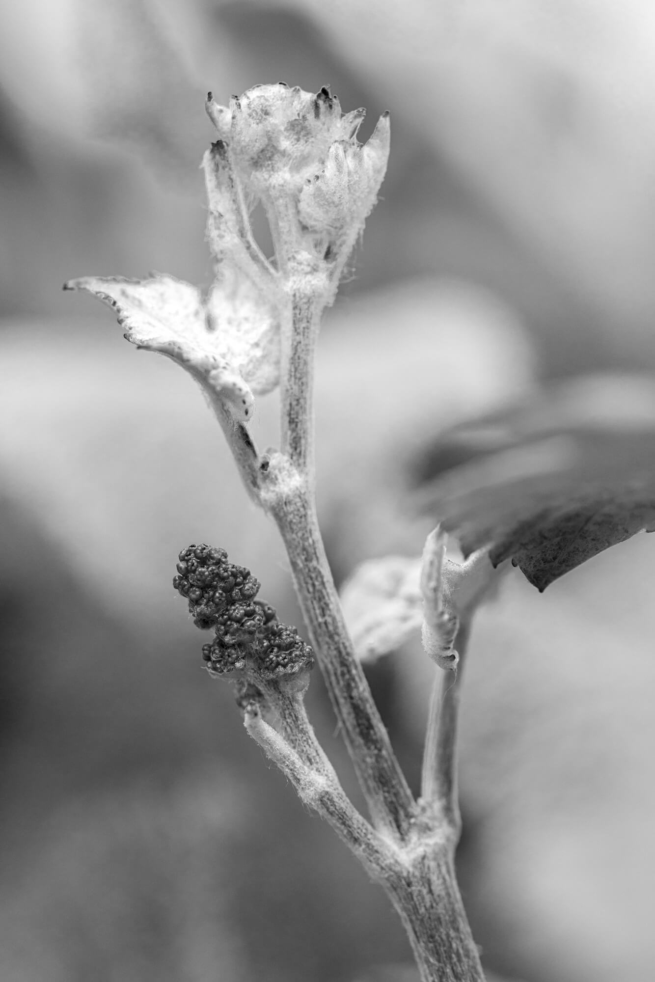 Jeune pousse de vigne avec un bourgeon, en noir et blanc