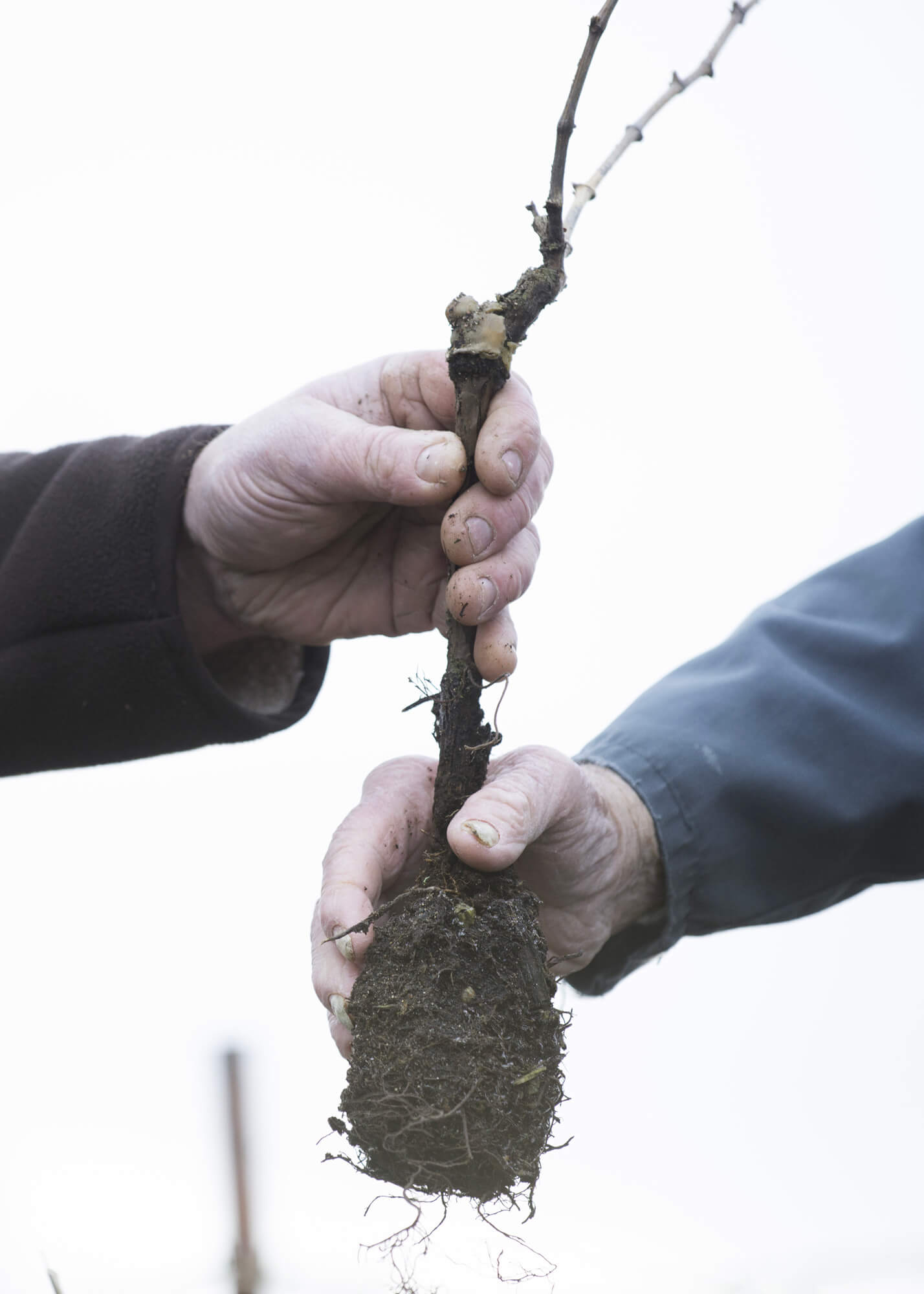 Un cep de vigne tenu par Pierre Trichet et son père René, représentant la transmission de la maison du père à son fils