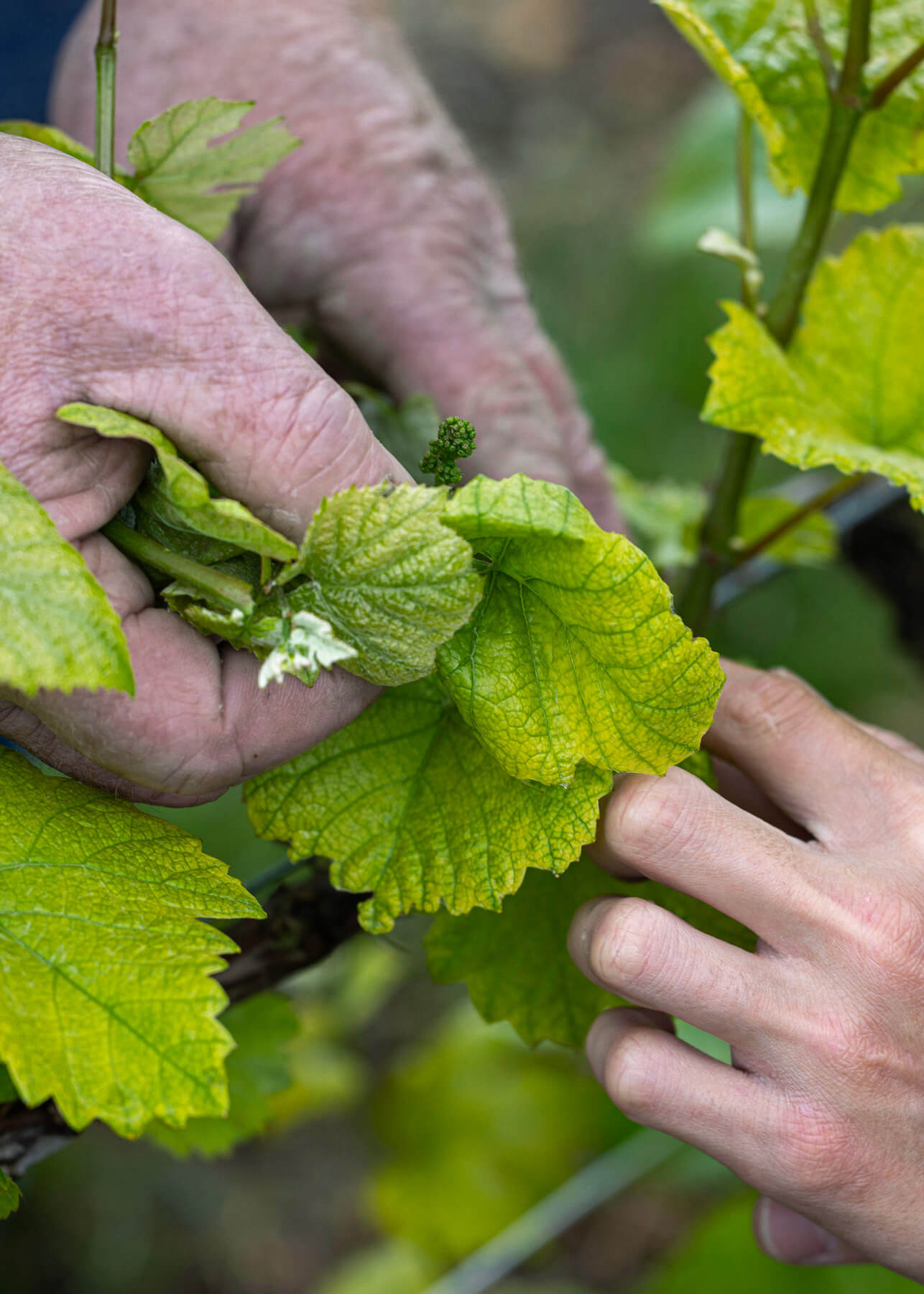 Working in the vineyard with the family, with a close-up of the hands of Pierre Trichet and his son Vincent